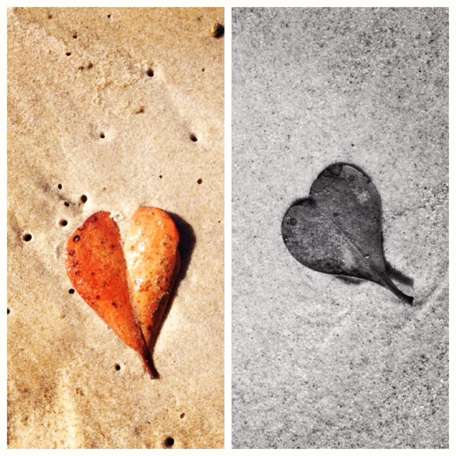 beach heart leaf - melinda blair paterson